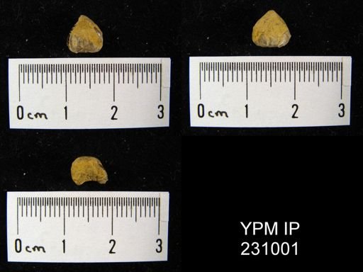 Wellerella osagensis immatura