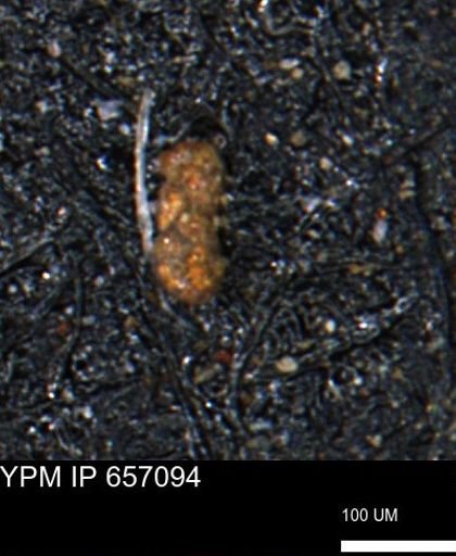 Ammobaculoides phaulus