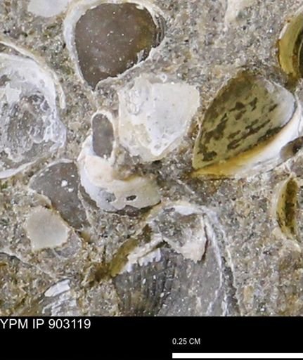 Corbulamella?