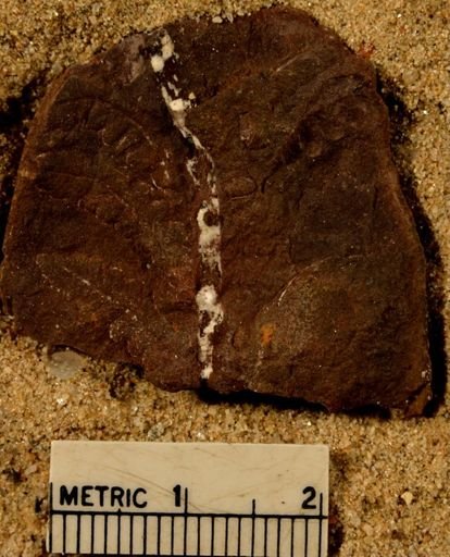 Pecopteris