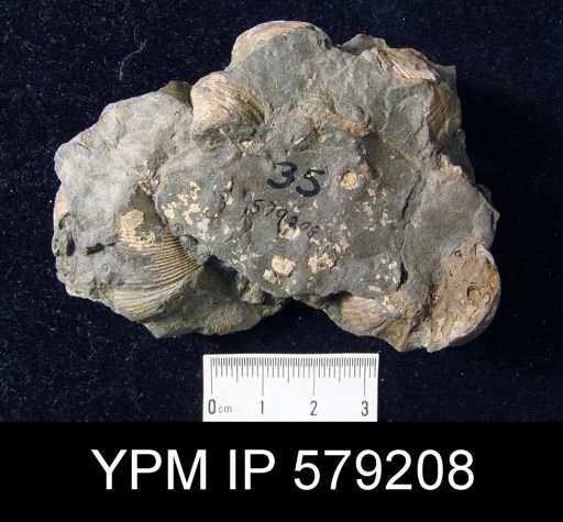 undet. Cyrtospiriferoidea