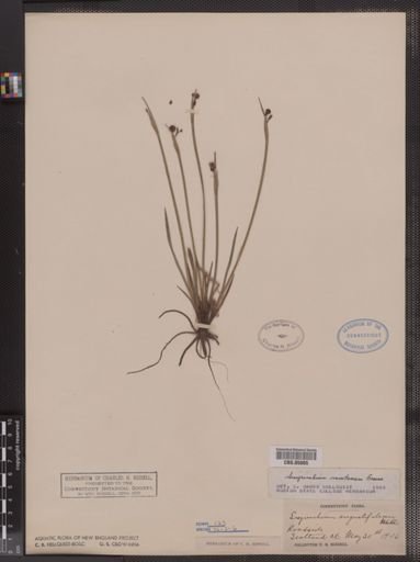 Sisyrinchium montanum