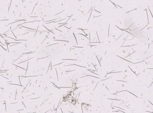 Halichondrida
