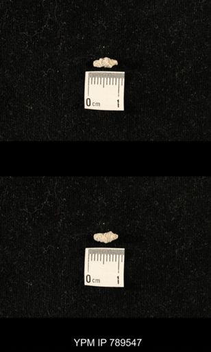 undet. Bryozoa