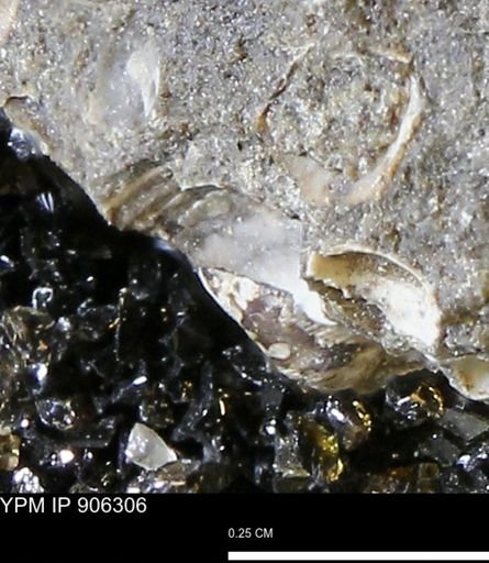 undet. Mollusca