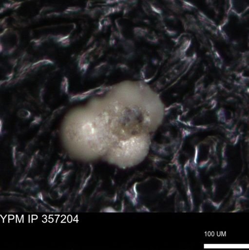 undet. Foraminiferida