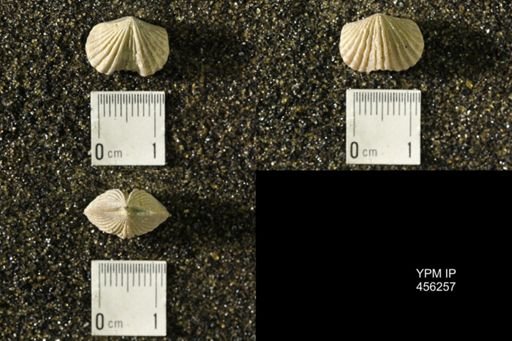Platystrophia biforata