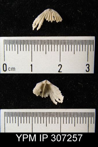 Rhynchotrema sp.