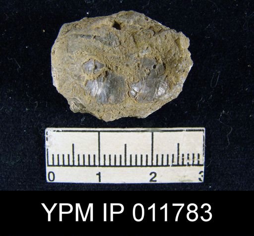 Marginifera wabashensis