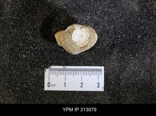 undet. Mollusca