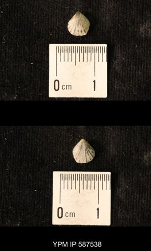 Camarotoechia whitei