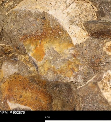 undet. Mollusca