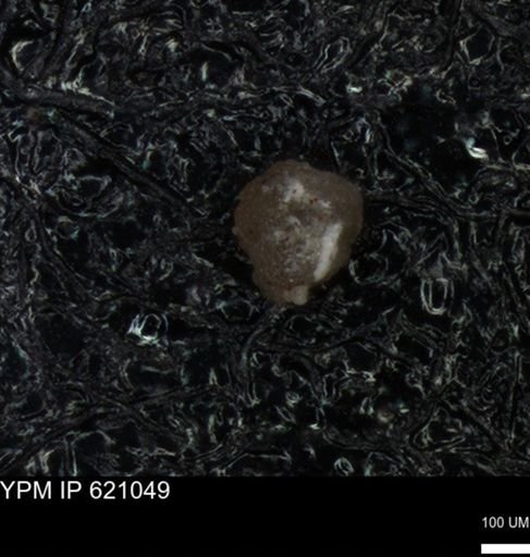 undet. Foraminiferida