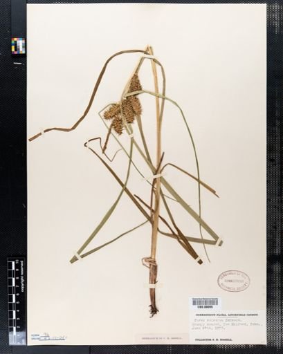 Carex retrorsa