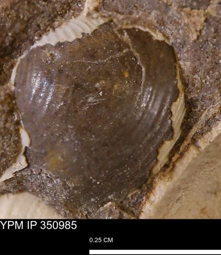 Cuspidaria sp.