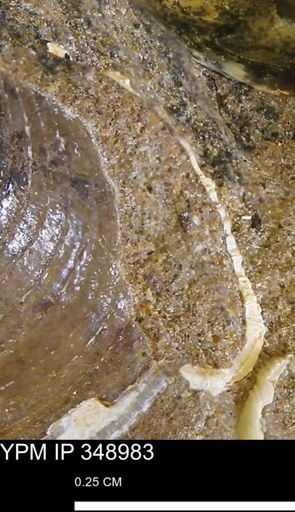 undet. Bivalvia
