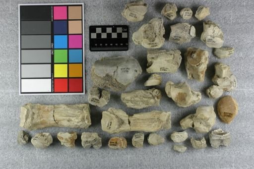 Metamynodon planifrons