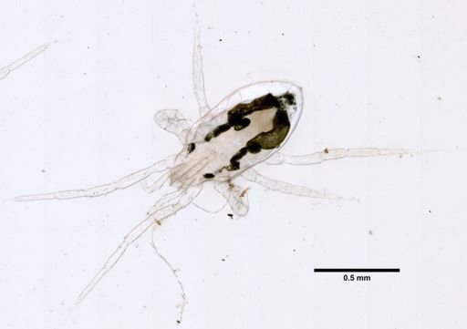 Parasitus