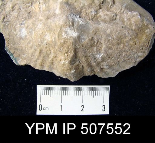 Spirifer macrothyris