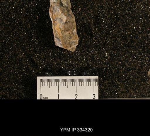 Plectorthis sp.