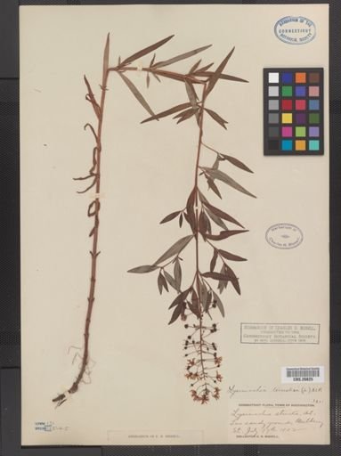 Plantae
