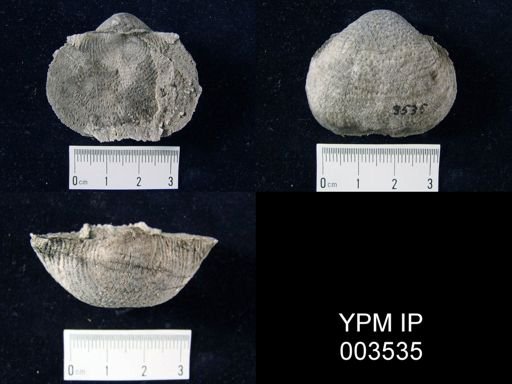 Productus pustulosus