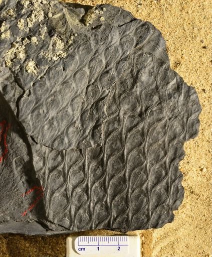 Lepidodendron sp.