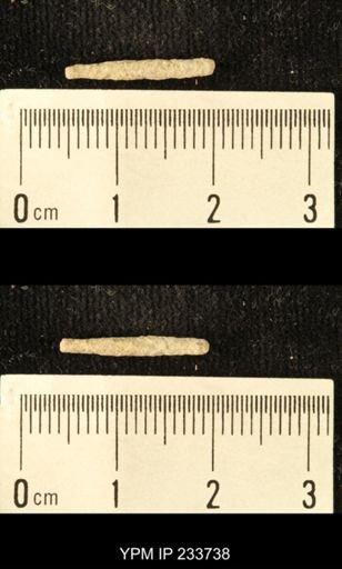 Archaeocidaris sp.