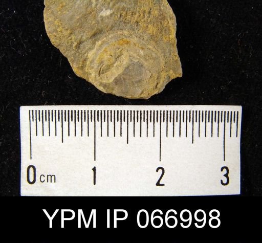Crania famelica