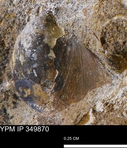 undet. Bivalvia