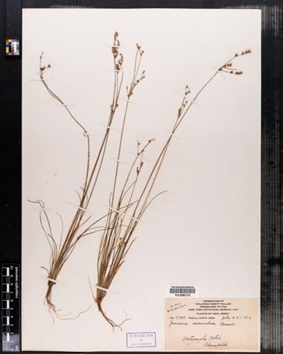 Juncus secundus