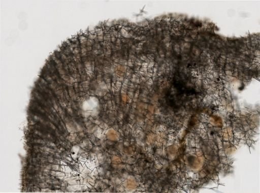 Haliclona cinerea