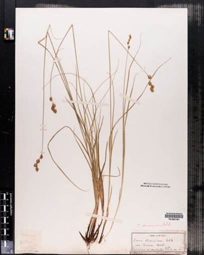 Carex tenera