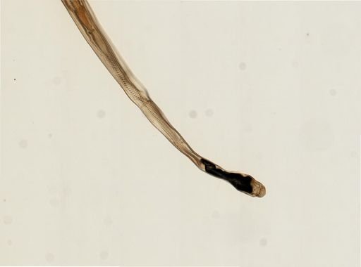 Myopsida