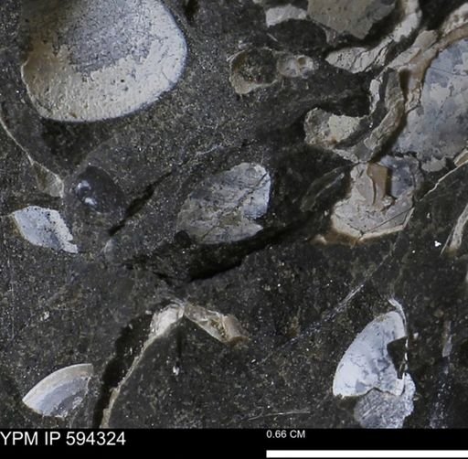 undet. Bivalvia