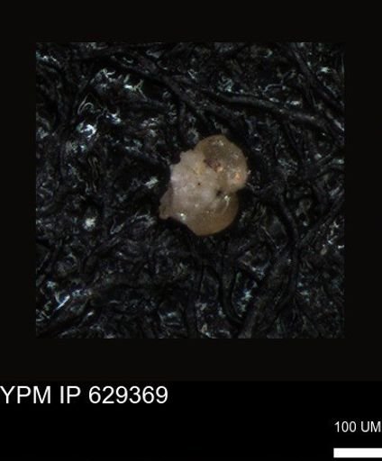 undet. Foraminiferida