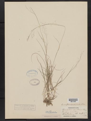 Muhlenbergia uniflora