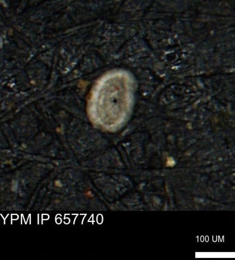 Spirolocammina subcircularis