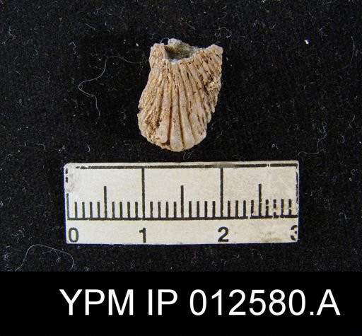Uncinuloides guadalupensis