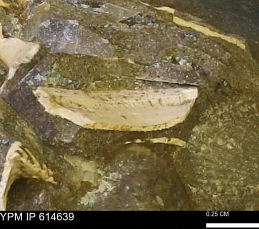 Limopsis striatopunctatus