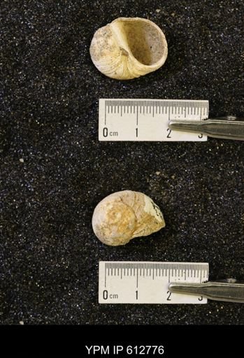 Vanikoropsis sp.