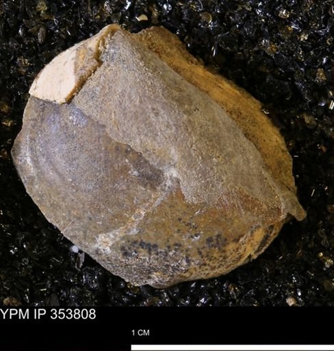 Limopsis striatopunctatus