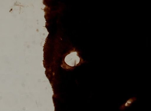 Ianthella sp.