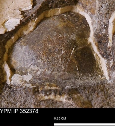 undet. Bivalvia