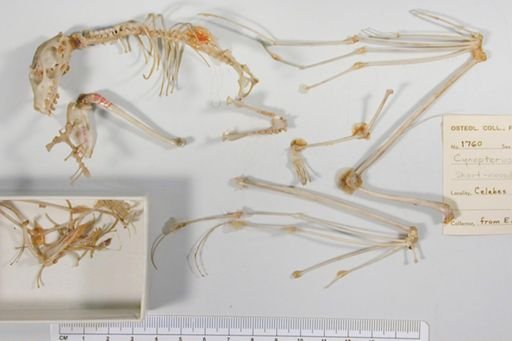 Thoopterus nigrescens