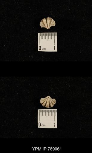 undet. Brachiopoda