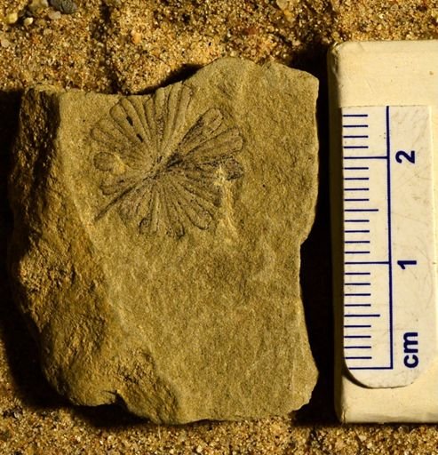 Annularia stellata