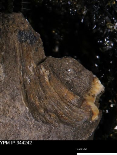 Limopsis striatopunctatus