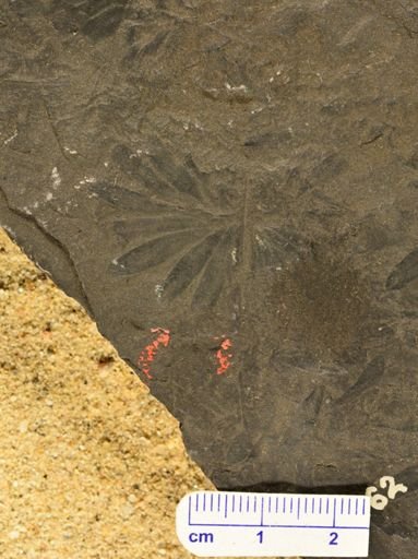 Annularia sp.