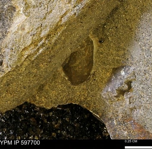 undet. Bivalvia